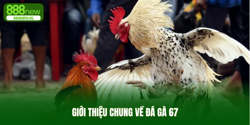 Giới thiệu chung về đá gà 67